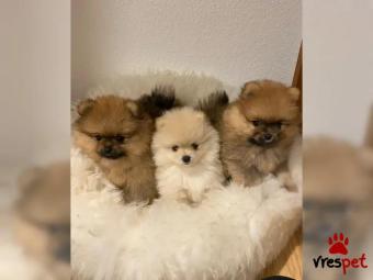 Ράτσα: Πομεράνιαν - Pomeranian | Ηλικία: 2 μηνών | Φύλο: Θηλυκό | Αρ. Microchip: 4567883654 | Εκπαιδευμένο | Περιοχή: Νίκαια, Αττική